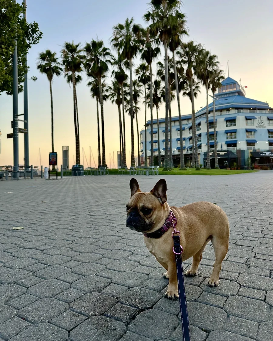 Doris at golden hour among California palm trees, in the Iridescent Pink Crocodile Tracker Collar and Black Goatskin Leash Set