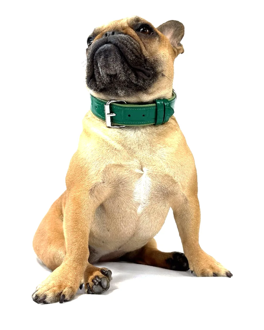 Doris, the Rich Dogue French bulldog and muse, wearing the Green Crocodile Tracker Collar