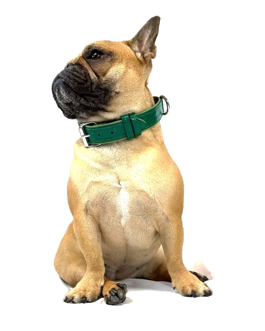 Doris the French bulldog in profile, wearing the Green Crocodile Tracker Collar with silver hardware