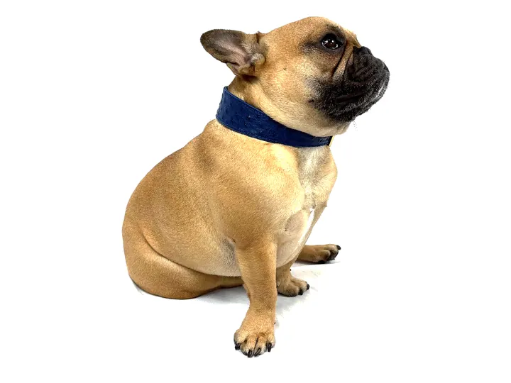 Doris wearing the Blue Ostrich Collar