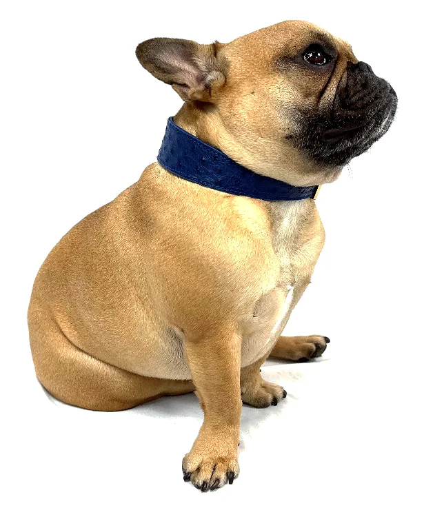 Doris the French bulldog wearing the Blue Ostrich Collar, a luxury ostrich leather dog collar