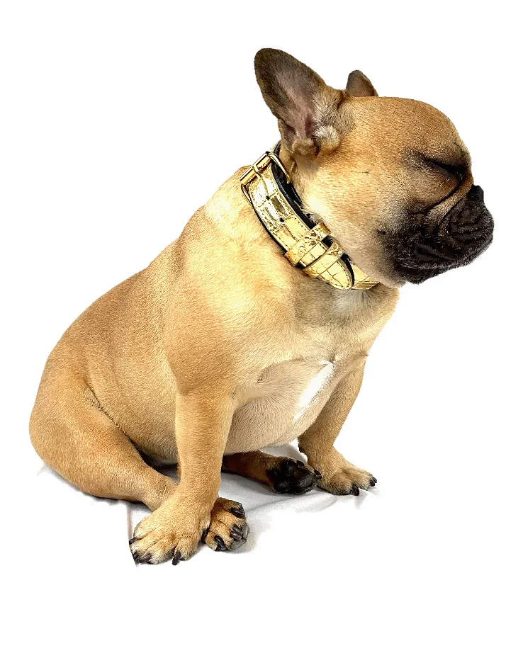 Doris in a gold crocodile tracker collar, in profile