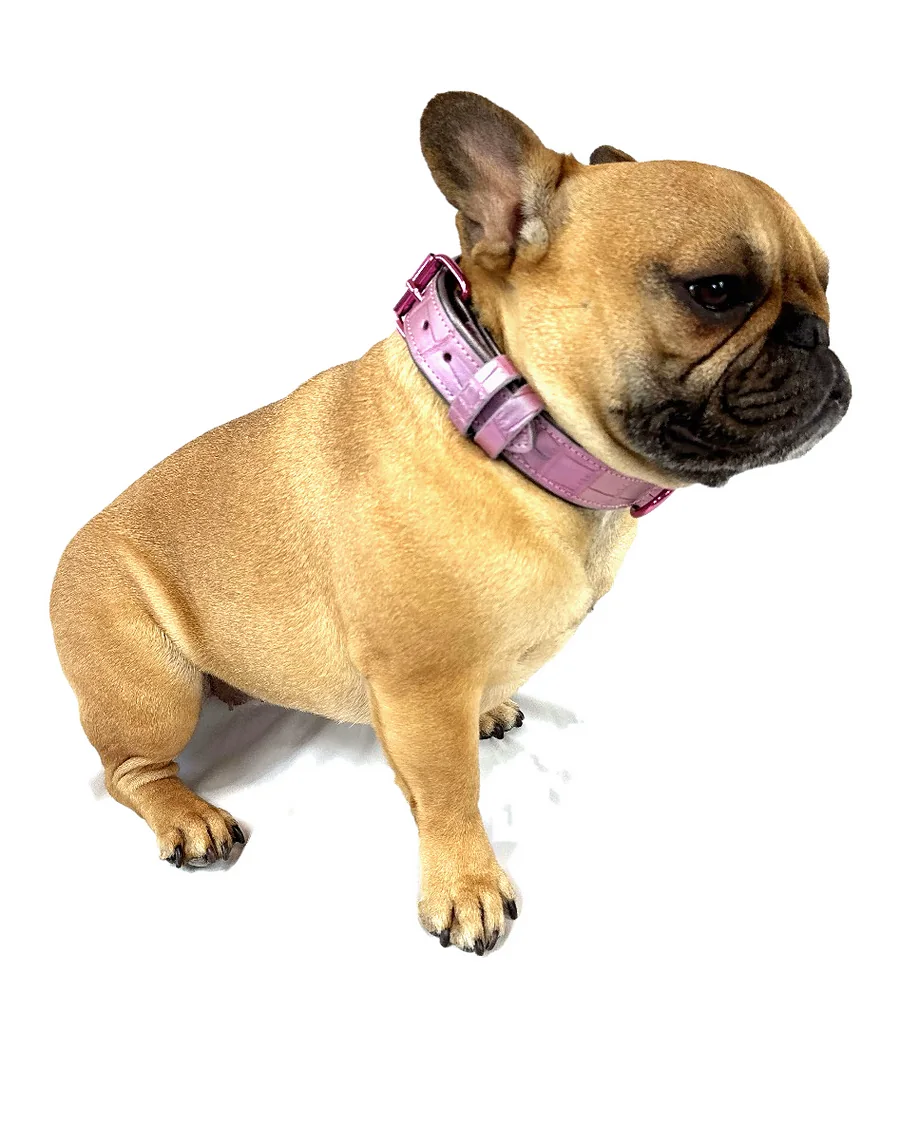 Doris in the Iridescent Pink Crocodile Tracker Collar