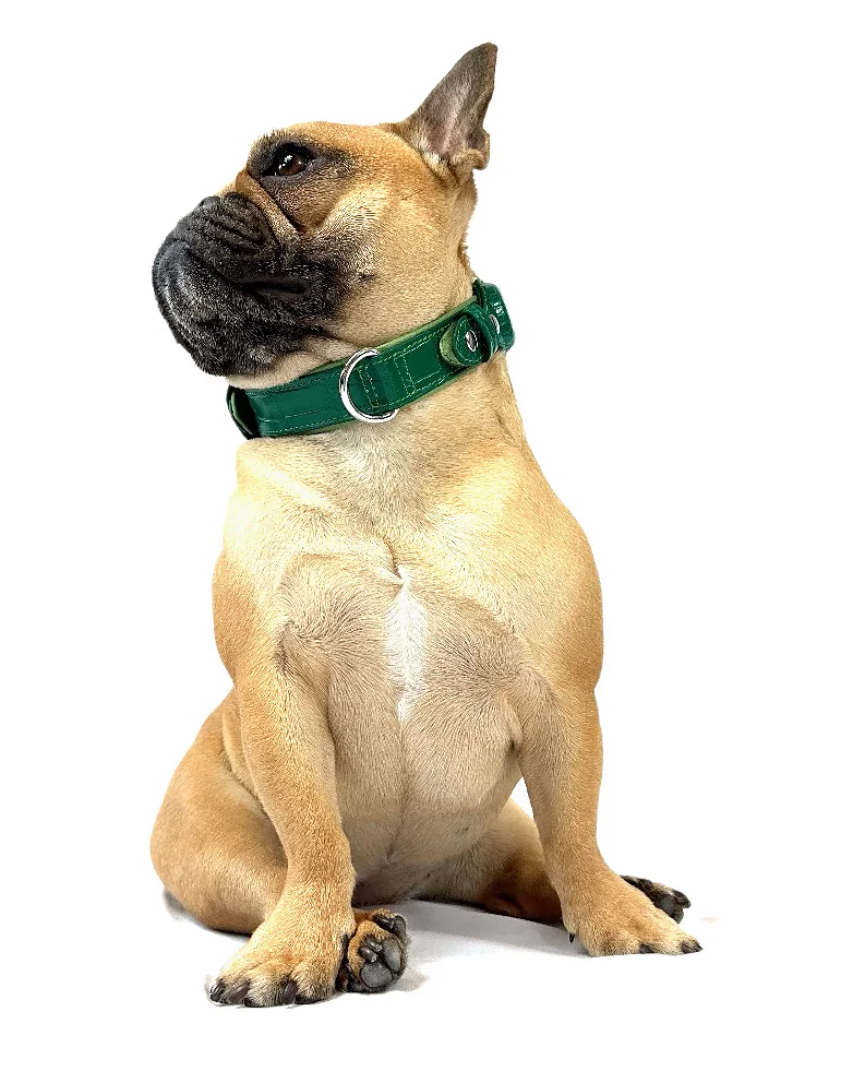 Doris in a green crocodile tracker collar, looking up
