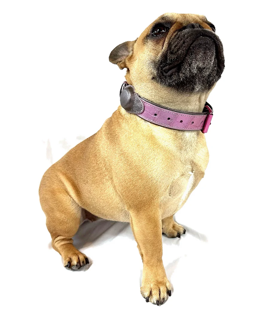 Doris in a pink crocodile tracker collar