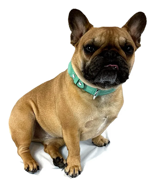 Doris in the Teal Blue Crocodile Tracker Collar