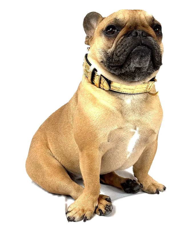 Doris the French bulldog wearing the Gold Crocodile Collar, a luxury crocodile leather dog collar