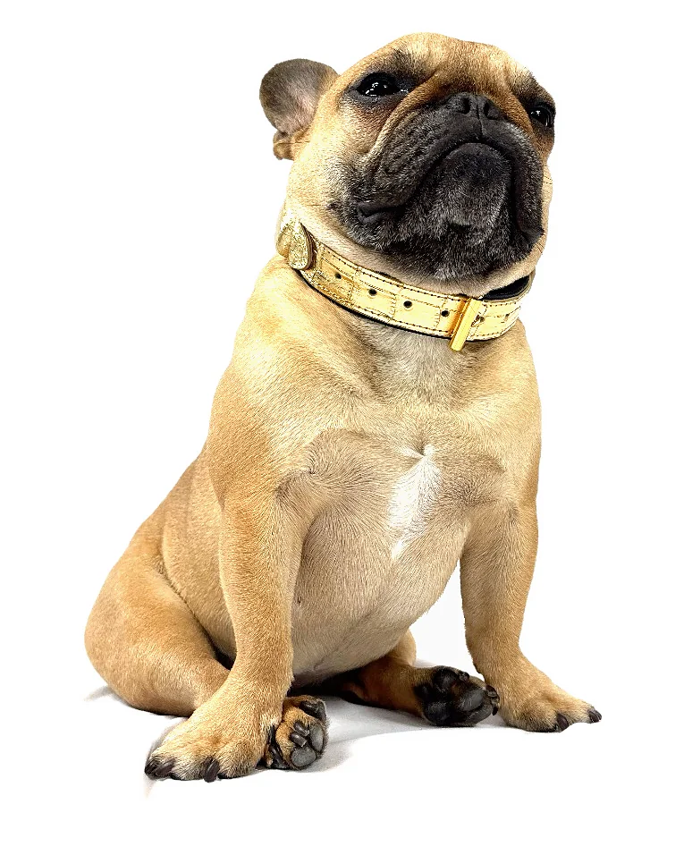 Doris sitting in a gold crocodile collar