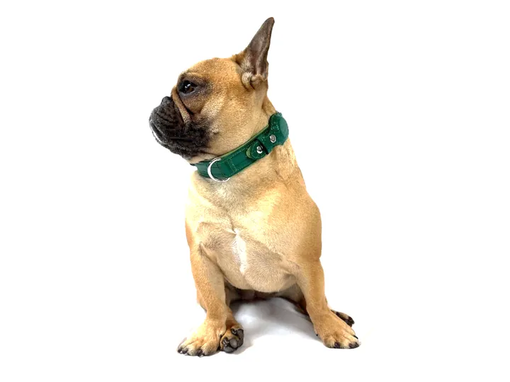 Doris wearing the Green Crocodile Tracker Collar