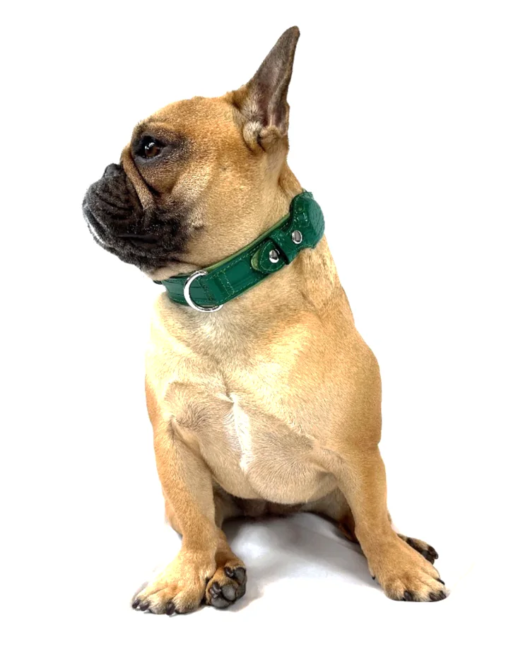 Doris the French bulldog wearing the Green Crocodile Tracker Collar, a luxury crocodile AirTag dog collar