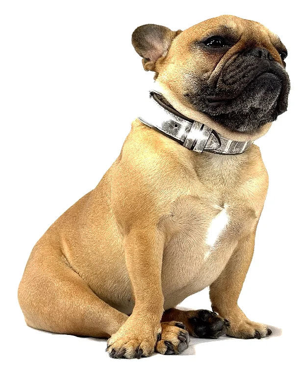 Doris the French bulldog wearing the Himalayan Crocodile Collar, a luxury crocodile leather dog collar