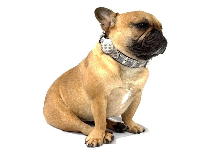 Doris wearing the Himalayan Crocodile Tracker Collar