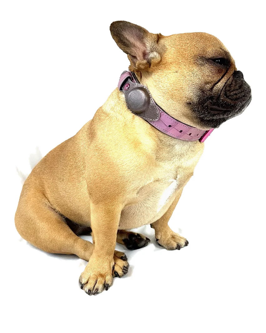 Doris the French bulldog wearing the Iridescent Pink Crocodile Tracker Collar, a luxury crocodile tracker dog collar
