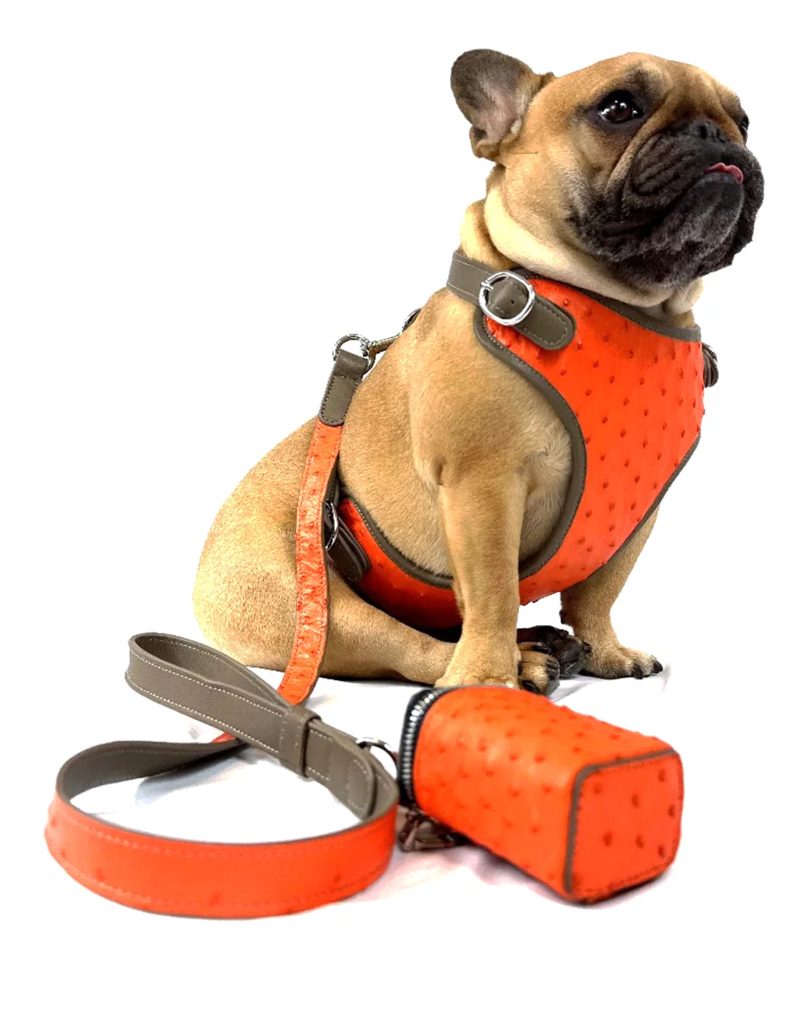 Doris the French bulldog wearing the Sunset Orange Ostrich Harness Set, a luxury ostrich leather dog harness set