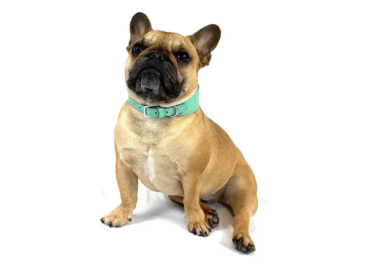 Doris wearing the Teal Blue Crocodile Collar