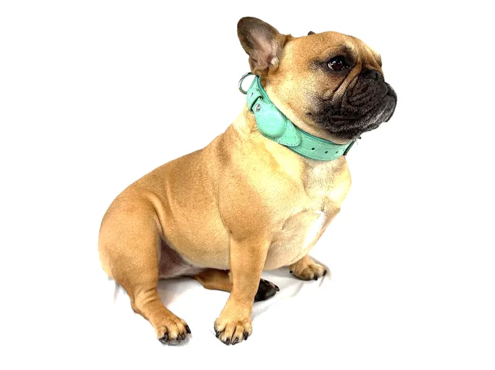 Doris wearing the Teal Blue Crocodile Tracker Collar
