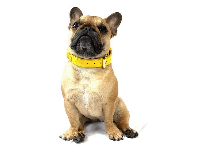 Doris wearing the Yellow Crocodile Tracker Collar